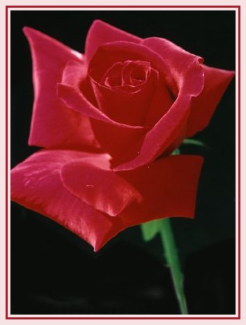 rose